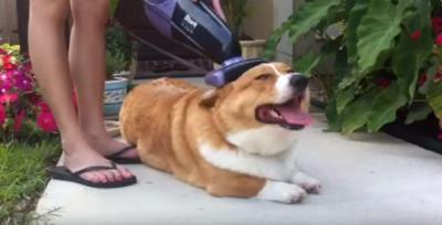 掃除機で犬の毛のお手入れも楽々