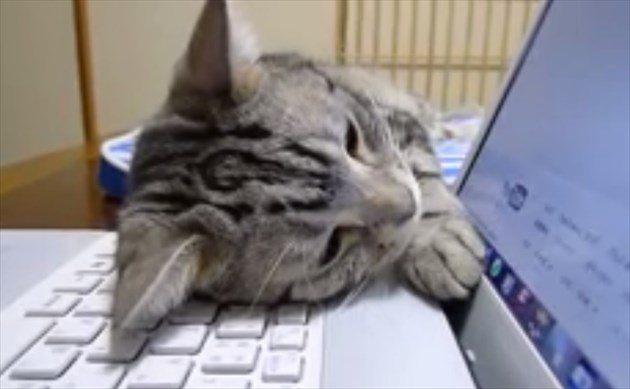 pcneko