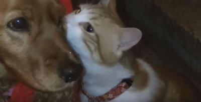 浮気はしてない?ヤキモチ焼き猫の匂いチェック
