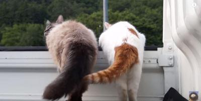 しっぽでお掃除?可愛い猫2匹のしっぽフリフリ