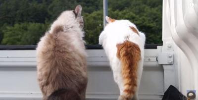 しっぽでお掃除?可愛い猫2匹のしっぽフリフリ