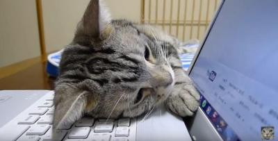 猫はパソコン作業の邪魔をするのがお仕事です