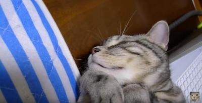 猫はパソコン作業の邪魔をするのがお仕事です