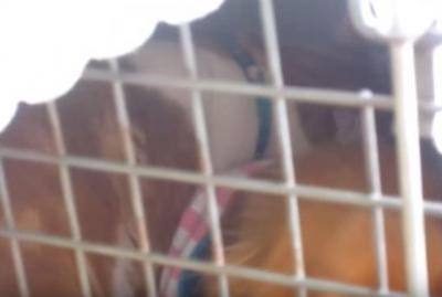 病気で安静中の犬のキャリーを開けてしまった訳