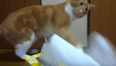 ティッシュを使わせまいと頑張る猫