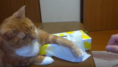 ティッシュを使わせまいと頑張る猫