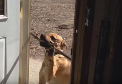 どうして?玄関に入れない訳に気づかない犬
