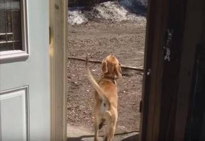 どうして?玄関に入れない訳に気づかない犬