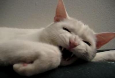 クシャミに反応する猫の口元が面白い