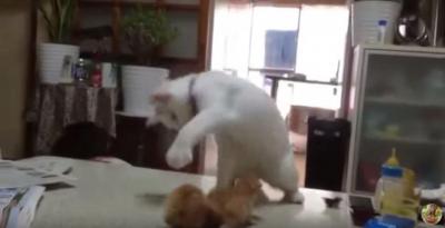 仔猫を拝む?仔猫の扱いが分からない猫