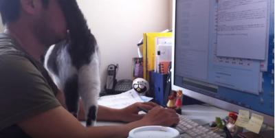 私より仕事が大事なの?いじける猫