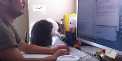 私より仕事が大事なの?いじける猫