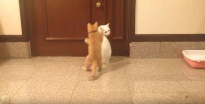 忍び寄る茶トラ猫。不意打ちも撃沈