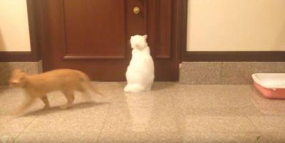 忍び寄る茶トラ猫。不意打ちも撃沈