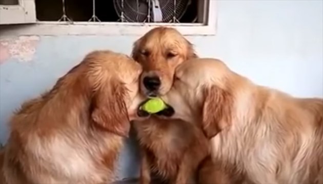 threegolden_R