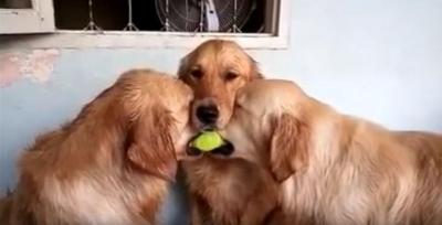 ボール取り合いの仲裁に入った犬の姿が可愛い