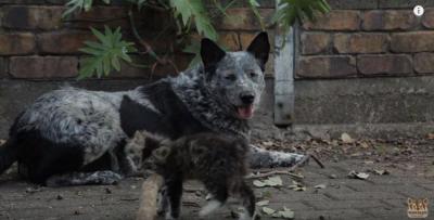 感動!障がいのある猫を優しく見守る犬