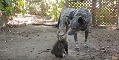 感動!障がいのある猫を優しく見守る犬