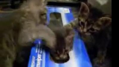 何をされても動けない・・。箱入り子猫の悲劇