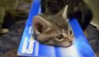 何をされても動けない・・。箱入り子猫の悲劇
