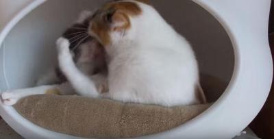 痛いからやめて!仔猫に大切な教育