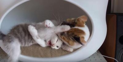 痛いからやめて!仔猫に大切な教育