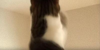 両手で蚊を捕まえる姿がお見事な猫