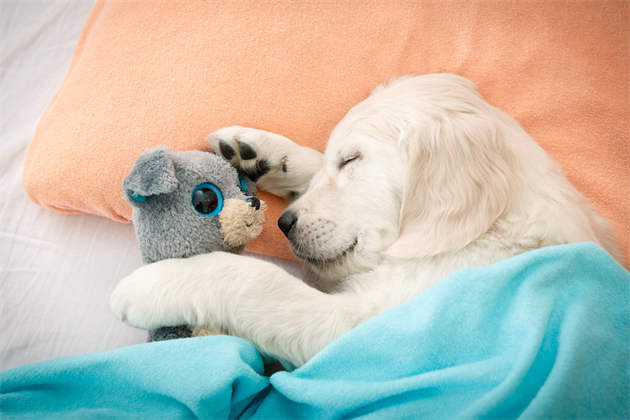 shutterstock_235918900_R