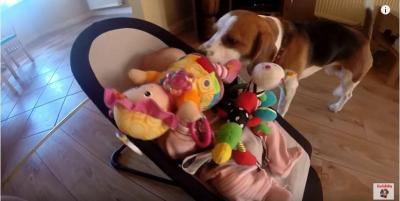 赤ちゃんおもちゃに埋もれる。おもちゃを運ぶ犬