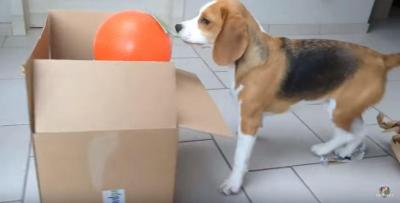 上手に段ボールの梱包用テープをはがす犬