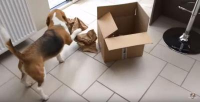 上手に段ボールの梱包用テープをはがす犬