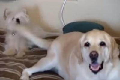 気の毒なハプニング!しっぽビンタをくらった犬