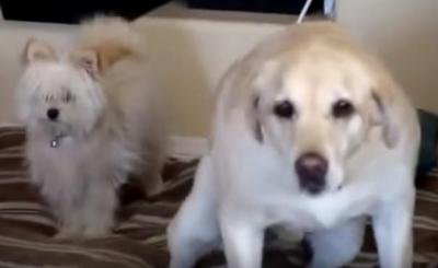 気の毒なハプニング!しっぽビンタをくらった犬