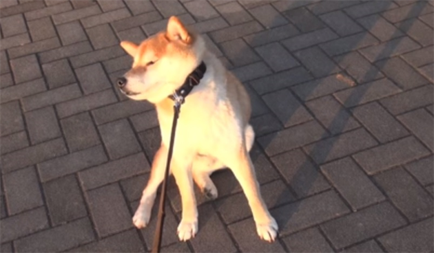 shiba_R