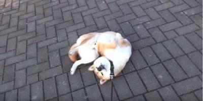 絶対に嫌!散歩から帰る事を全力で拒否する柴犬