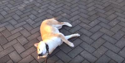 絶対に嫌!散歩から帰る事を全力で拒否する柴犬