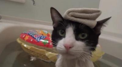飼い主さんとのんびり入浴!お風呂大好きな猫