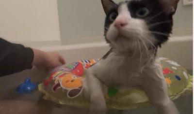 飼い主さんとのんびり入浴!お風呂大好きな猫