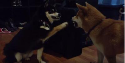 遊んで欲しい柴犬。犬パンチで構ってアプローチ