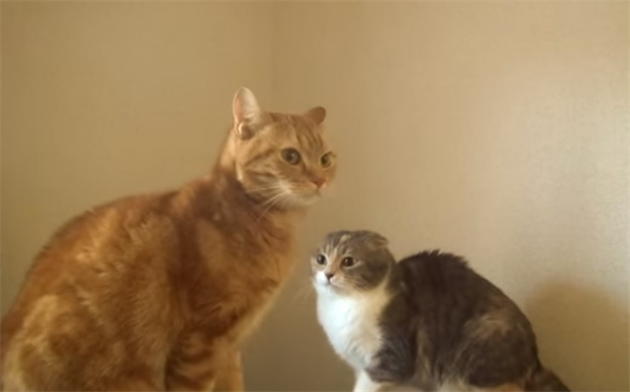 gomakasuneko_R