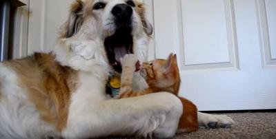犬のあくびの隙に舌にタッチする仔猫