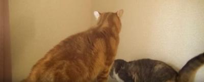 滑った時のごまかし方がとても可愛い猫