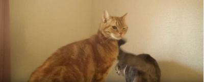 滑った時のごまかし方がとても可愛い猫