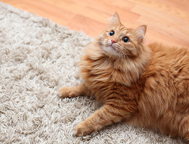 要チェック! 猫の運動不足を解消しよう