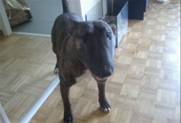 staffy_R