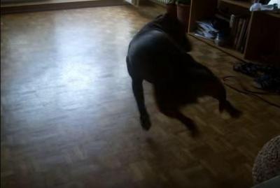 まるで跳ね馬の様に飛び回る犬
