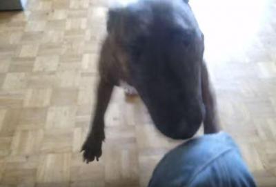 まるで跳ね馬の様に飛び回る犬