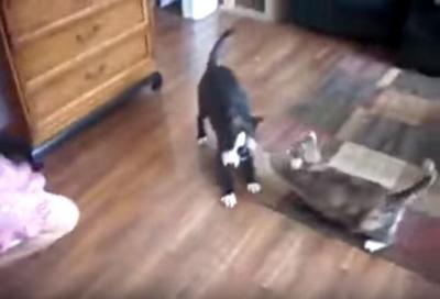 女の子のスカートを引っ張る犬に猫パンチ炸裂!