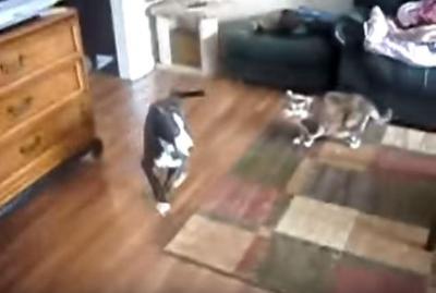 女の子のスカートを引っ張る犬に猫パンチ炸裂!