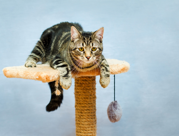 室内飼いの猫は「キャットタワー」で運動させよう!